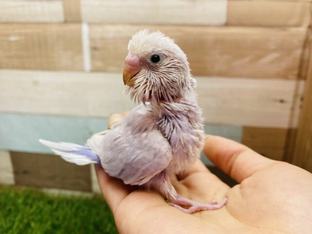 美しい姿でオーラを解き放ってます✨セキセイインコライラック💜