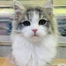 最新画像！もふもふな美人さんなサイベリアンの女の子♪