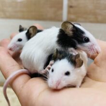 あと３匹❗️わちゃわちゃ〜🥰✨小さな体に魅力がたっぷりパンダマウス女の子🩷