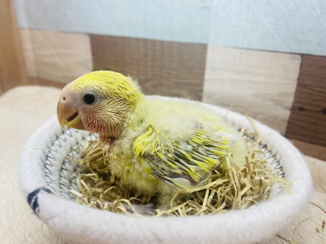 コザクラインコ（小桜インコ）