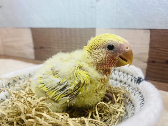 コザクラインコ（小桜インコ）