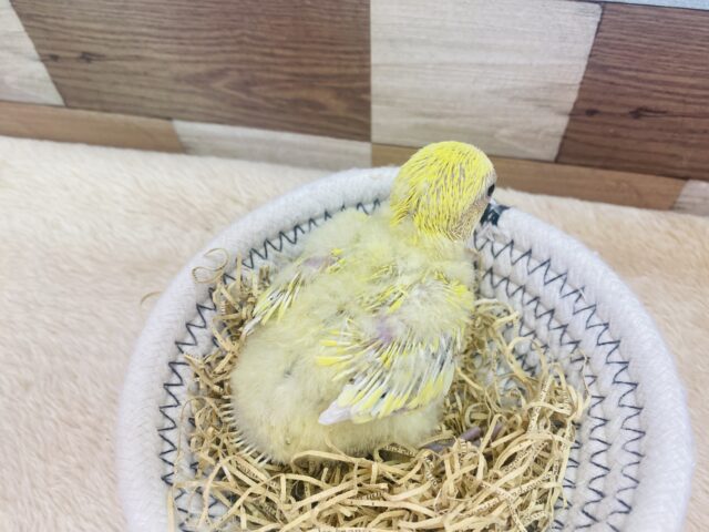 コザクラインコ（小桜インコ）