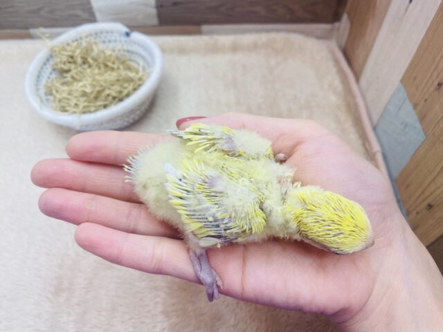 コザクラインコ（小桜インコ）