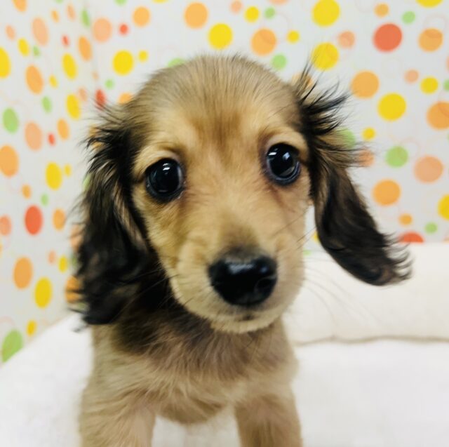 ミニチュアダックス