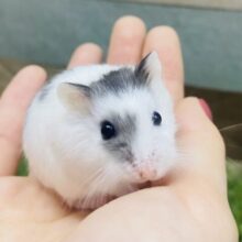 あと1匹🌟ちょこちょこ〜💨ほわんとした姿ですがすばしっこいです‼️ロボロフスキーハムスター男の子🌟