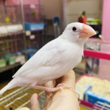ヒナ餌卒業🎓遊ぶの大好き‼️白文鳥のとうふちゃん🤍