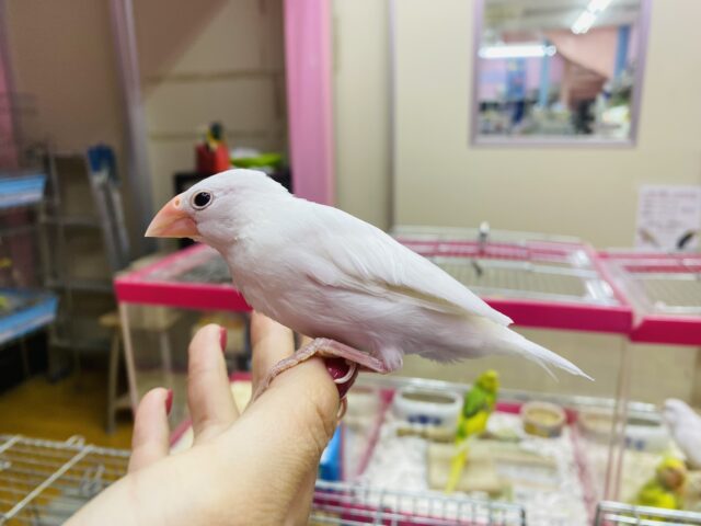 白文鳥