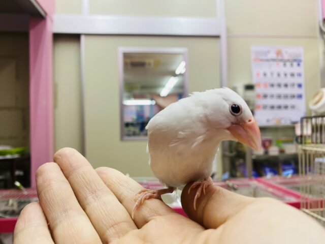 白文鳥