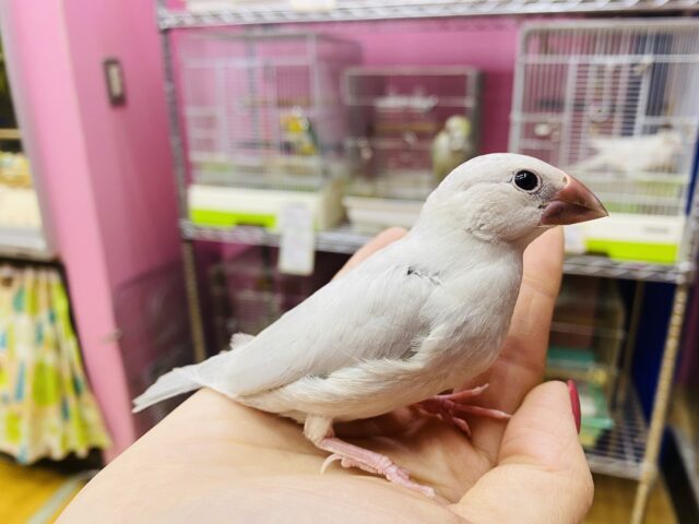 シルバー文鳥