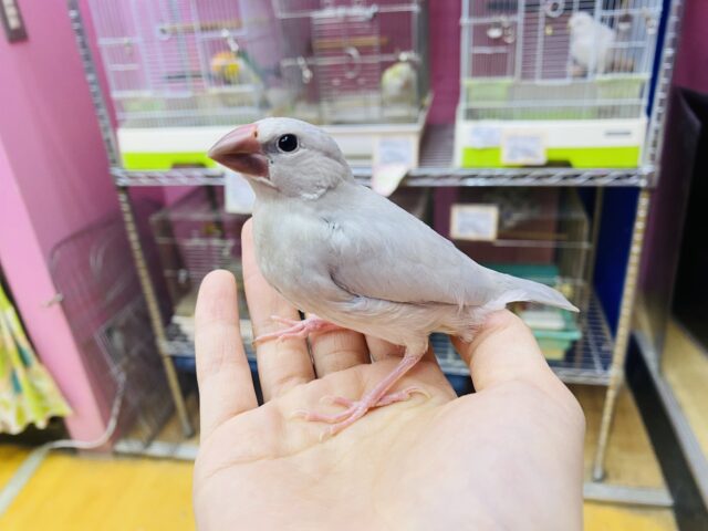 シルバー文鳥