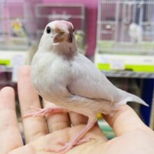 カキカキできます❗️ベタ馴れ可愛すぎ注意なシルバー文鳥ゴマちゃん🖤