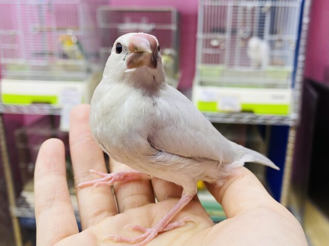 カキカキできます❗️ベタ馴れ可愛すぎ注意なシルバー文鳥ゴマちゃん🖤