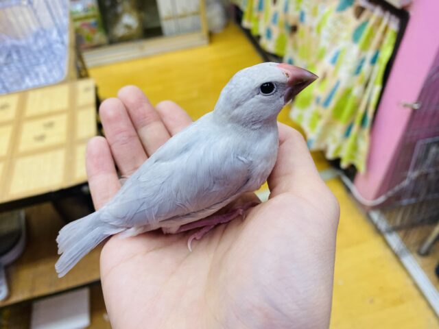 シルバー文鳥