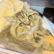 最新画像・動画あり！守りたくなる可愛さなフォールデックス(=^・・^=)