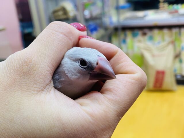 シルバー文鳥