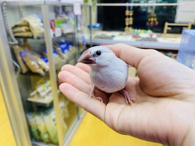 シルバー文鳥