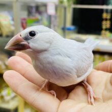 クールだけど甘えん坊❓ツンデレさんなシルバー文鳥のつみれちゃん💕