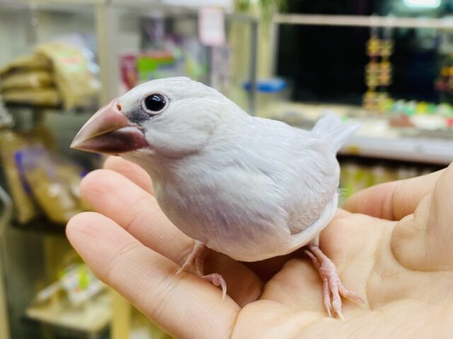 クールだけど甘えん坊❓ツンデレさんなシルバー文鳥のつみれちゃん💕