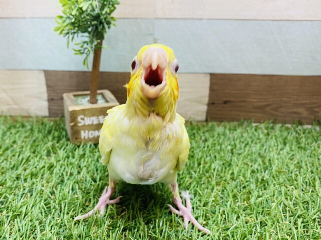 オカメインコ