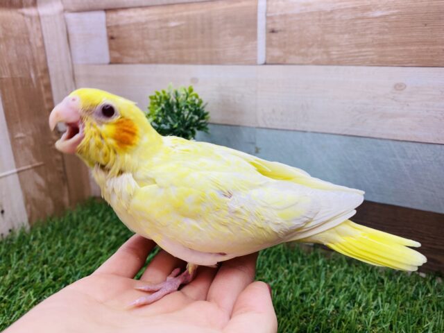 オカメインコ