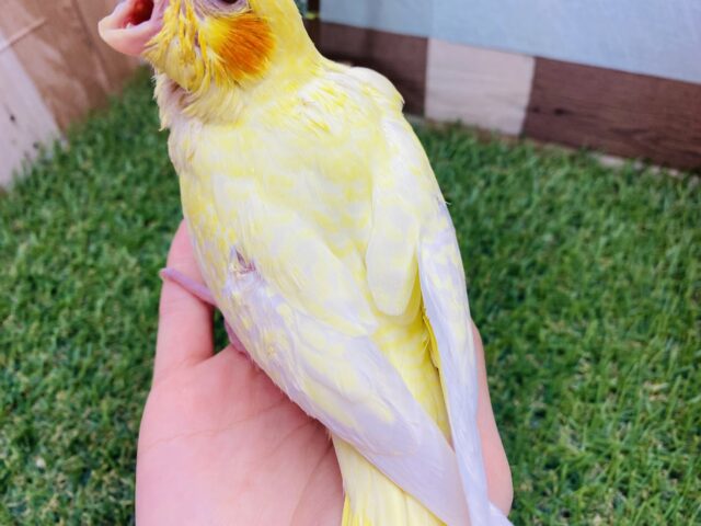 オカメインコ