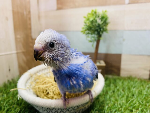 セキセイインコ