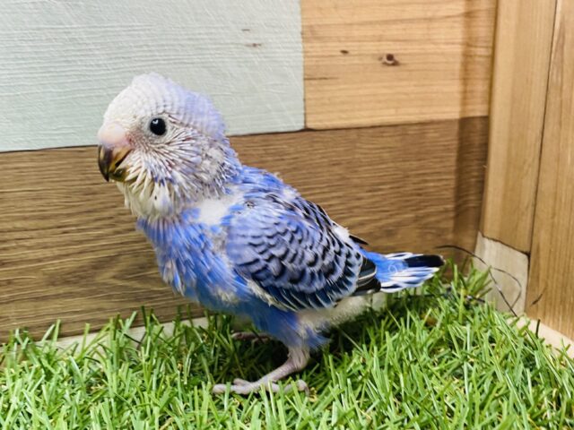 背筋よくアピール上手なセキセイインコ✨オパーリン💙