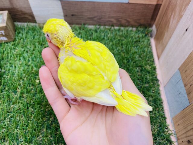 セキセイインコ