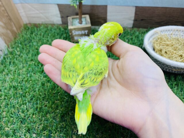 セキセイインコ