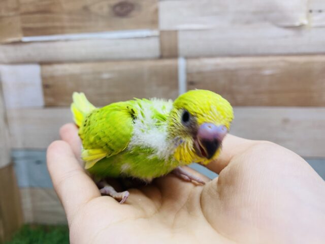 セキセイインコ