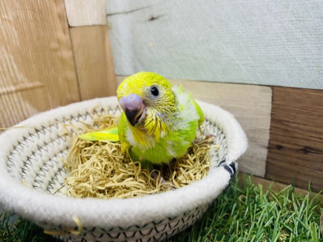 セキセイインコ