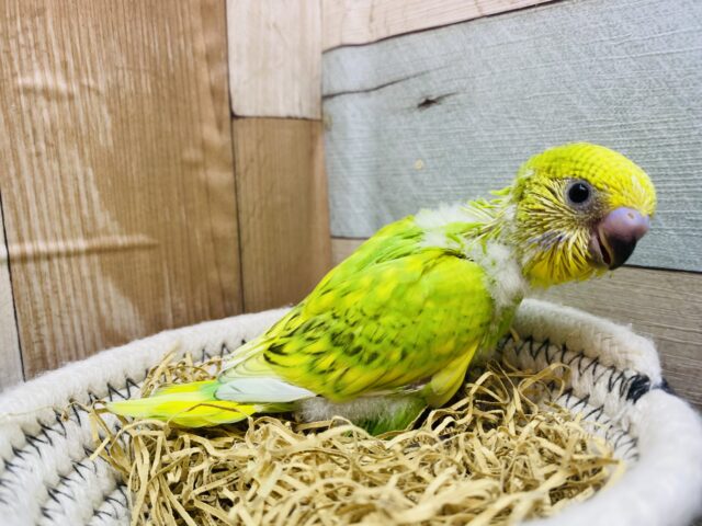 セキセイインコ