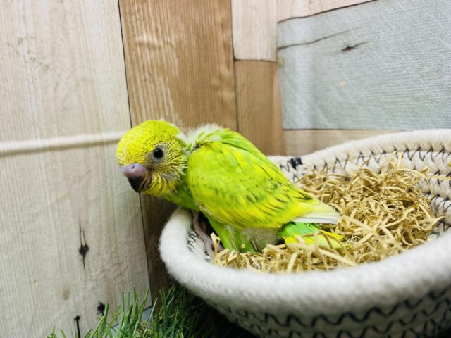 セキセイインコ