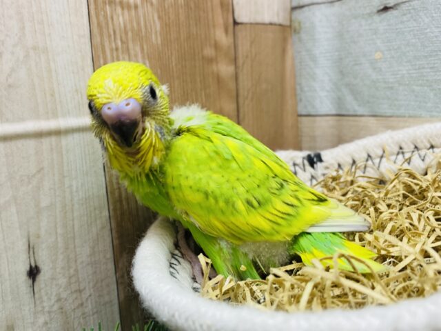 セキセイインコ