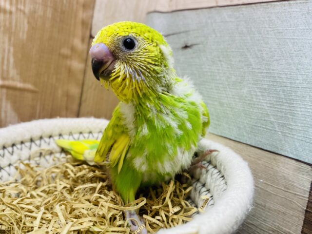 優しい瞳で射止めちゃう💘ちょっぴり控えめなセキセイインコのスパングル🌟