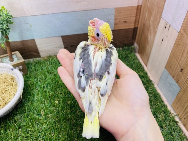 オカメインコ