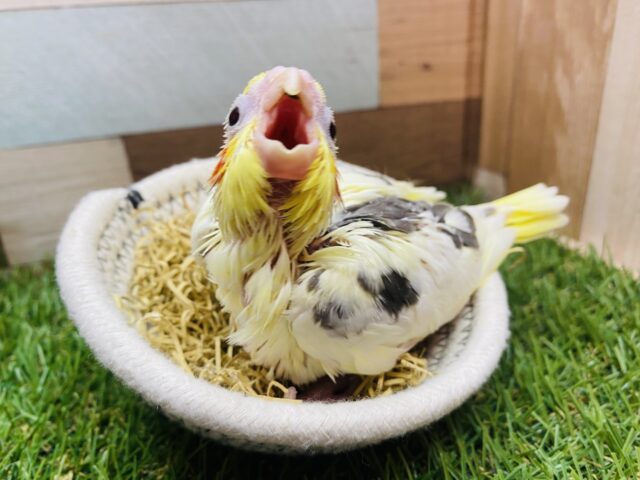 オカメインコ