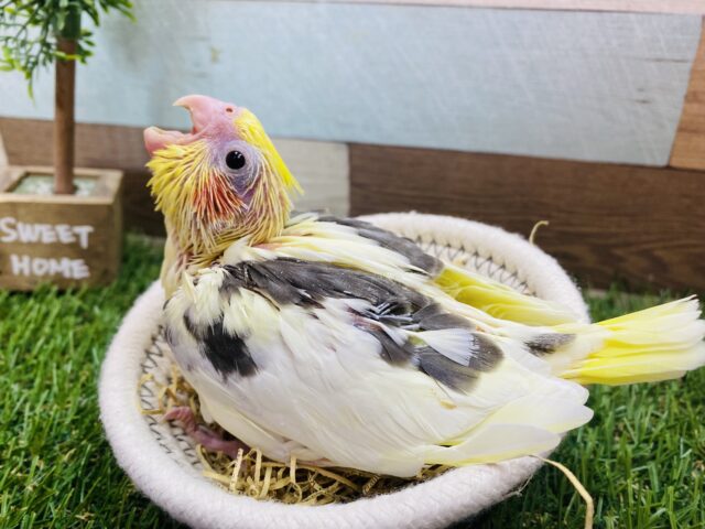 吸い込まれそうな大きなお口を見せてくれます‼️小さいけれど立派なオカメインコパイドカラー🌟