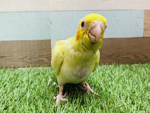 オカメインコ