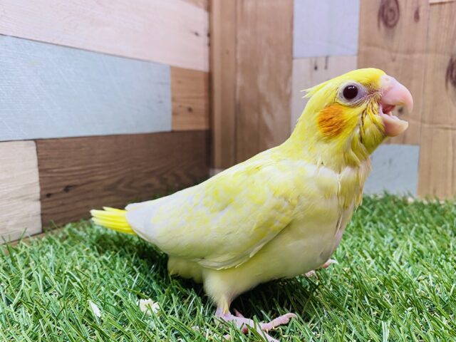 オカメインコ