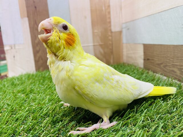 うっすら浮かび上がっている模様が素敵なんです💓定番人気のオカメインコルチノーカラー🌟