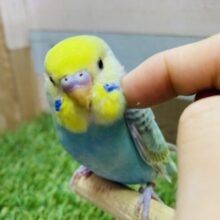 最新画像有ります❗️ヒナ餌卒業🌟優しく包み込んで下さいな💕キラキラエメラルドグリーンのセキセイインコ（パステルカラーレインボー）🌈