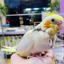 最新画像有ります🌟吸い込まれそうな大きなお口を見せてくれます‼️小さいけれど立派なオカメインコパイドカラー🌟