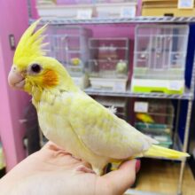 最新画像有ります🌟うっすら浮かび上がっている模様が素敵なんです💓定番人気のオカメインコルチノーカラー🌟