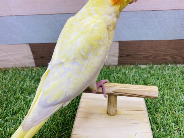 オカメインコ