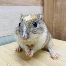 あと1匹🌟最新画像有ります❗️どの子がお気に入り❓個性豊かなカラージャービル女の子🩷