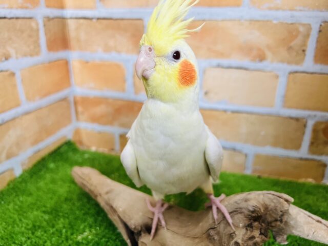 ②手乗りだよ♡オカメインコ（ルチノー）