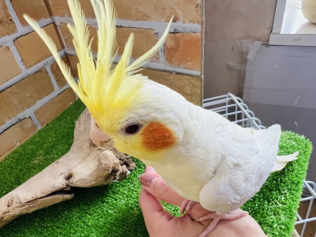 オカメインコ