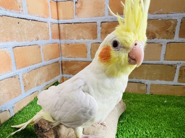 オカメインコ