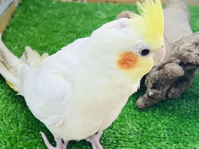 オカメインコ